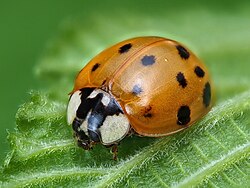 Harmonia axyridis (50764146481).jpg