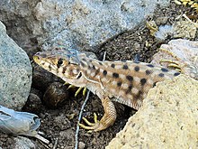 Harran fringe-toed lizard imported from iNaturalist photo 116779532 on 11 October 2021.jpg