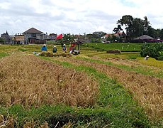 Harvesting rice