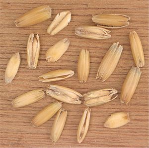 Oat: Origin, Cultivation, Uses