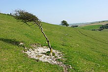 Hawthorn bush, Home Bottom