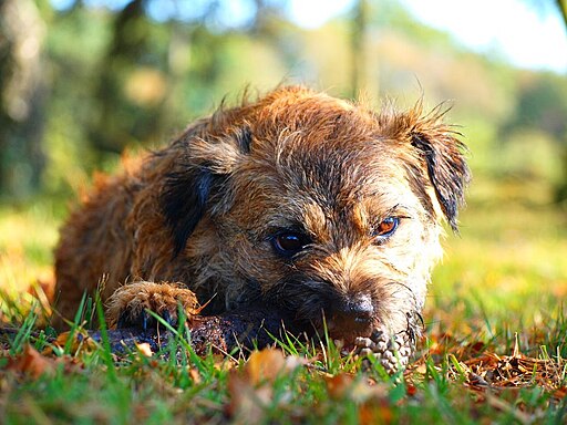 Hazel border terrier in autumn