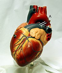 Heart frontally PDA.jpg
