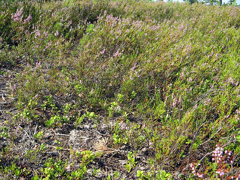 File:Heather of Karelia 02.jpg