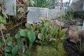 Habit of Heliamphora nutans at Jena Botanical Garden, Germany