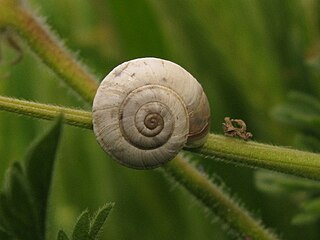 <i>Helicopsis filimargo</i> Species of gastropod