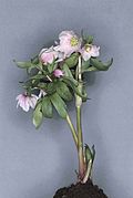 Helleborus thibetanus