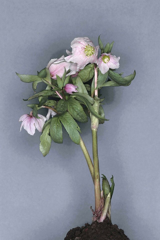 Description de l'image Helleborus thibetanus.jpg.