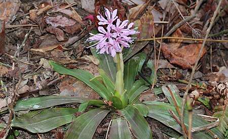 Heloniopsis orientalis