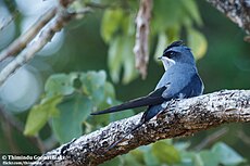 Hemiprocne coronata female by Thimindu Goonatillake.jpg