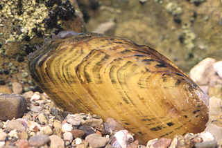 <span class="mw-page-title-main">Cracking pearlymussel</span> Species of bivalve