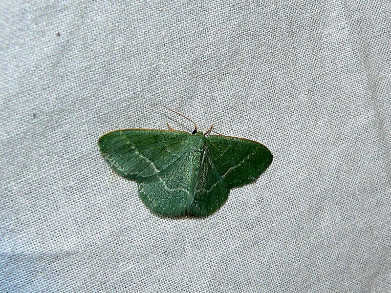 File:Hemistola chrysoprasaria (8329063737).jpg