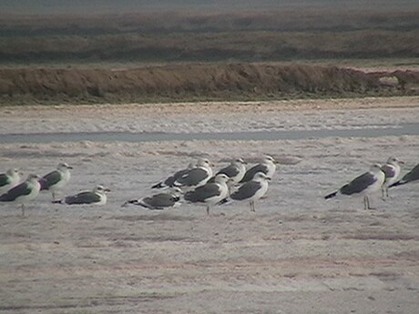 Larus heuglini