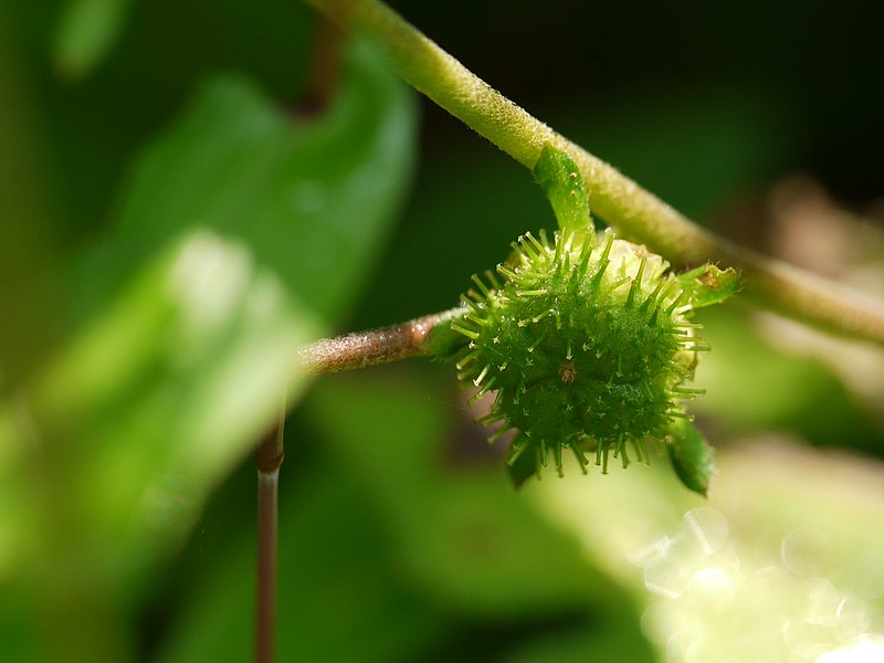 File:Hibiscus Burr (5070771809).jpg