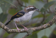 Immature male from Pangot Himalayan Shrike Babbler Pangot Uttarakhand India 04.10.2014.jpg