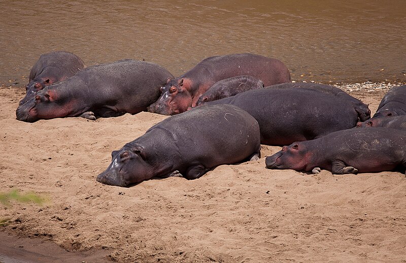 File:Hippos at Maasai Mara National Reserve Kenya.jpg