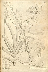 plate 83 Epidendrum macrostachyum Beclardia macrostachya