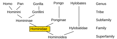 File:Hominidae chart inverted.svg