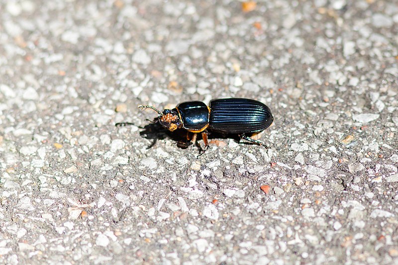 File:Horned passalus (ground beetle) (19398065589).jpg