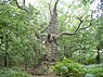 Naturwald auf Vilm; diese Ostseeinsel soll das erste Nationale Naturmonument werden.