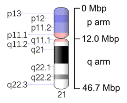 Human chromosome 21 - 550 bphs.png