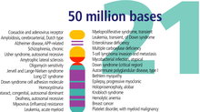 Chromosome 21 from Human Genome Program Human chromosome 21 description.png