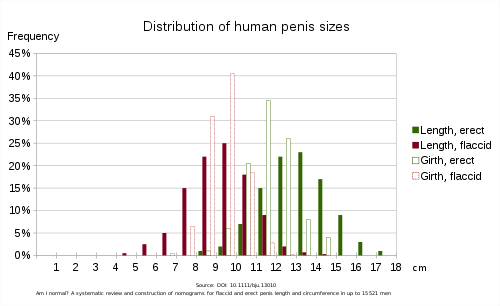 Penis größe durchschnitt