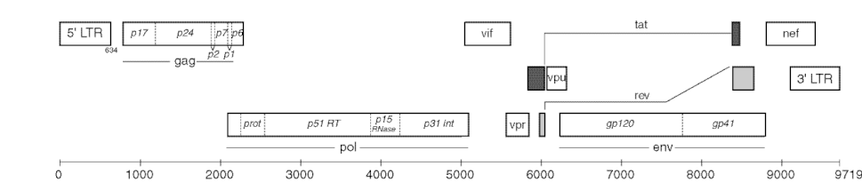 The Gag-Pol region containing the protease gene flanked by p6 at the N-terminus and reverse transcriptase at the C-terminus. Hxb2genome.gif