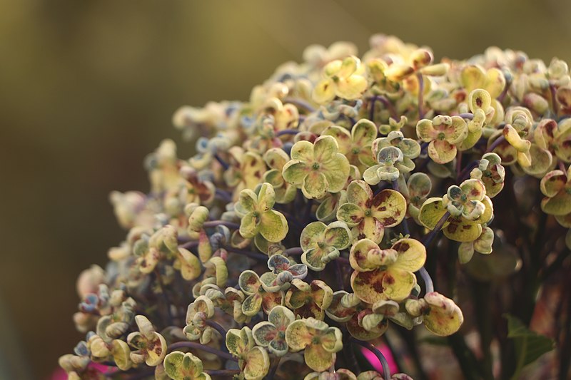 File:Hydrangeaflowers.jpg