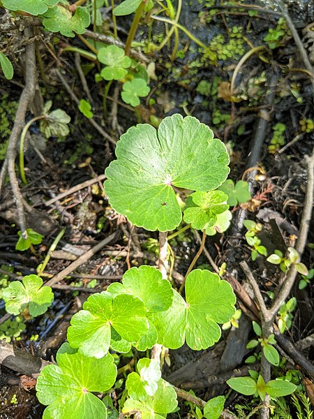 File:Hydrocotyle ranunculoides 189758989.jpg