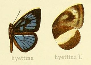 <i>Hypophytala hyettina</i> Species of butterfly