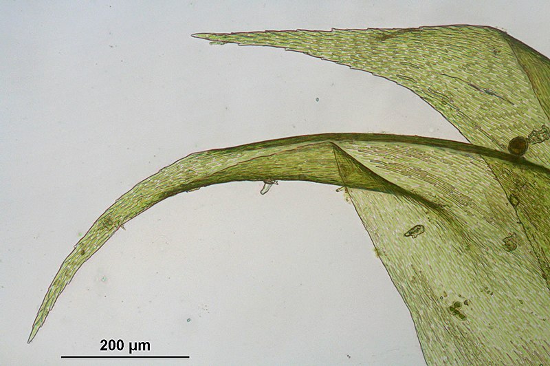 File:Hypnum cupressiforme (b, 144729-474759) 1020.JPG