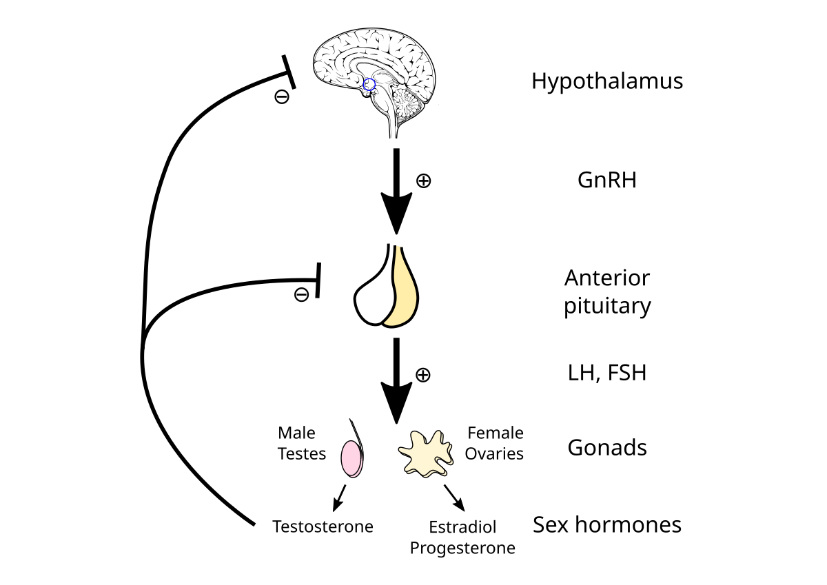 Hypothalamic Pituitary Gonadal Axis Wikipedia