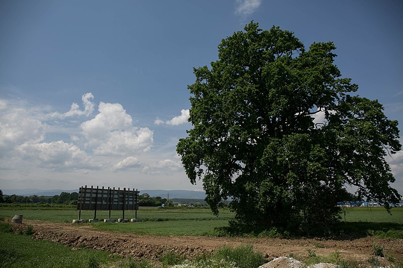 File:ID 631 Quercus bei Lieboch.jpg