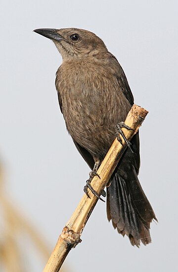 Carib grackle