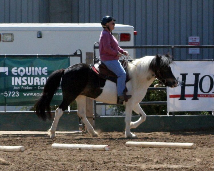 File:Icelandic Pony.jpg