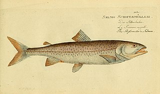 <i>Salmo schiefermuelleri</i> Species of fish