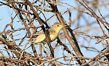 The migratory icterine warbler at Dinokeng Game Reserve Icterine warbler, Hippolais icterina, at Dinokeng Game Reserve, Gauteng-Limpopo, South Africa (16186669007).jpg