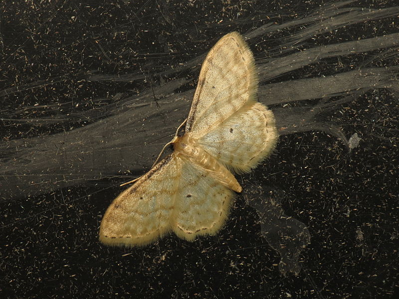 File:Idaea fuscovenosa (14243633208).jpg