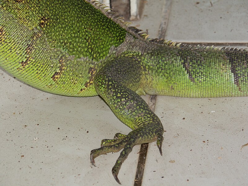 File:Iguana iguana - Guadeloupe - 2012-06-19 04.JPG