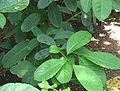 Ilex paraguariensis - Yerba mate - desc-leaves.jpg