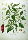 Сурет Capsicum annuum0.jpg