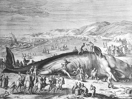 This engraving by William van der Gouwen shows a twenty-meter (70 feet) long whale, which on the third of February, 1598 was stranded on the Dutch coast between Scheveningen and Katwijk.