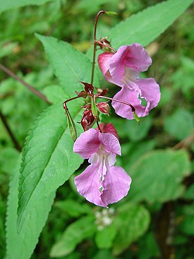 Jättipalsami Impatiens glandulifera