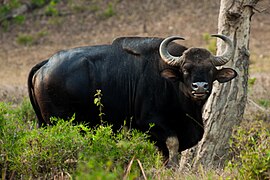 Indian Bison (Gaur) 3 by N. A. Naseer.jpg