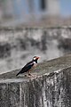 * Nomination Indian pied myna --Wasiul Bahar 19:40, 28 July 2023 (UTC) * Decline  Oppose Detail of the bird is just too low --Poco a poco 09:41, 29 July 2023 (UTC)