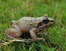 Indirana leithii dari Matheran, India.jpg