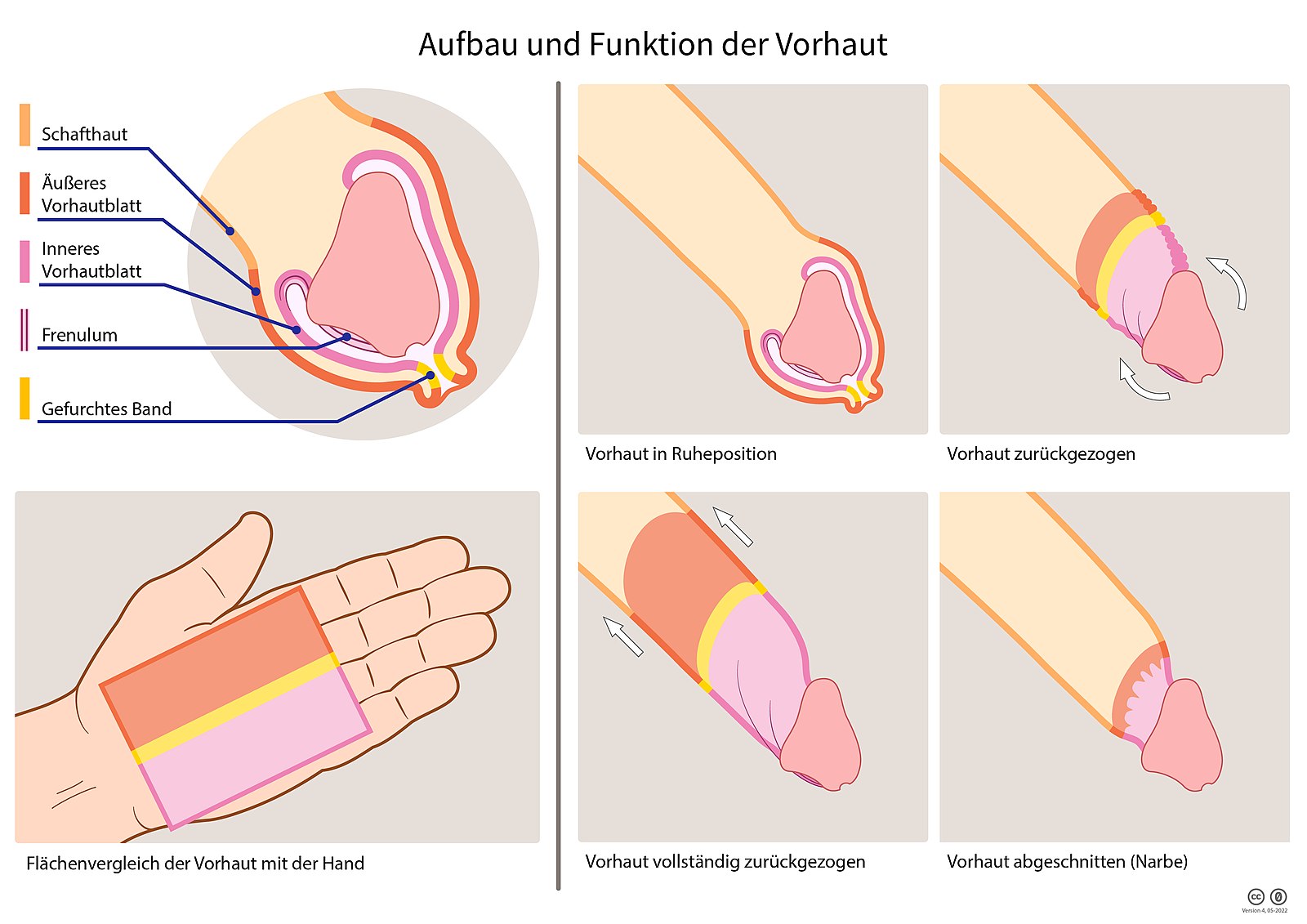 Datei:Infografik Vorhaut Aufbau Funktion.jpg.