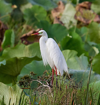 <span class="mw-page-title-main">Plumed egret</span> Species of bird