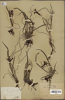 Dried specimen from Museum National d'Histoire Naturelle, Paris Iris uniflora Pall. ex Link(MNHN P02155205).jpg